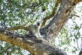 Small vervet monkey on top of a tree Royalty Free Stock Photo