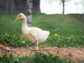 Small and very cute geese in green grass