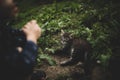 A small very cute kitten looks scared at the child. Royalty Free Stock Photo