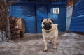 A small very cute pug guards its territory