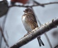 Small but very proud small bird looking like sparrow