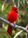 Small vibrant northern cardinal (Cardinalis cardinalis) perched on a tree branch