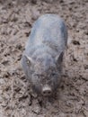 Small vietnam black pig orf piglet totaly dirty in the mud on the farm after the rain.