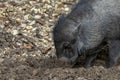 Small Vietnamese bellied pig happily digging in the mud