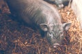 Small Vietnamese pig on the farm. Royalty Free Stock Photo