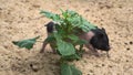 Small vietnamese pot-belling pig on farm in wild life