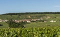 Leuvrigny Vineyards Vallee de la Marne Royalty Free Stock Photo