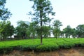 Village Tea Estate