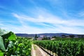 small village and vineyards, Sao Cristovao Royalty Free Stock Photo