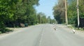 small villages, domestic geese