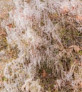 Small vines and twigs covered with ice cycles Royalty Free Stock Photo