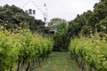 Small vineyard, backyard of home winery, two rows of grape vines. Royalty Free Stock Photo