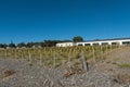 Small vineyard in the Bahia Bustamante Lodge, Chubut Province, Argentina