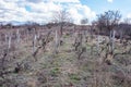 Small vineyard on the plot, early spring