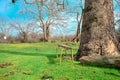 Small, vintage and abandoned sitting bench next to the huge pine tree body