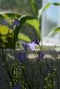 Small violet bellflowers on blurred background. Balcony greening