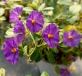 Small violet buds of Solanaceae flowering herbaceous Royalty Free Stock Photo