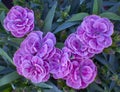 Small violet carnation flowers bunch
