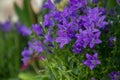 Blooming potted Campanula muralis flowers on a shelf in a flower shop, campanula americana blossom, or violet bellflowers