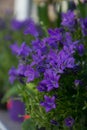 Blooming potted Campanula muralis flowers on a shelf in a flower shop, campanula americana blossom, or violet bellflowers