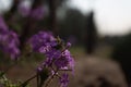 Small violet flowers Royalty Free Stock Photo