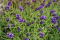 Small violet flowers growing on green grass, closeup shallow depth of field detail - only few petals in focus Royalty Free Stock Photo