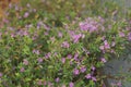 Small violet flowers Royalty Free Stock Photo