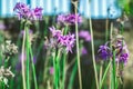 Small violet flowers in the park Royalty Free Stock Photo