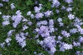 Small violet flowers of phlox subulata in May Royalty Free Stock Photo