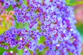 Small violet flowers Royalty Free Stock Photo