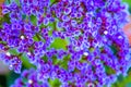 Small violet flowers Royalty Free Stock Photo