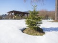 Small vivid green young spruce tree in the white snow in winter sunny day on garden with wooden gazebo alcove or pergola Royalty Free Stock Photo