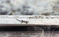 Small Viviparous Lizard On The Old Wooden Background Royalty Free Stock Photo