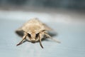 Small Wainscot Royalty Free Stock Photo