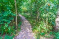 Small walking road in a green forest landscape Royalty Free Stock Photo
