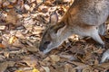 Small Wallaby eating vegetables from the ground