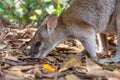 Small Wallaby eating vegetables from the ground