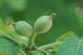 Small walnut fruits Royalty Free Stock Photo