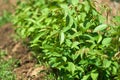 Small walnut trees in a nursery