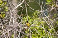 Small warbler bird behind the branches Royalty Free Stock Photo
