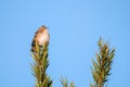 Small warbler bird Zitting cisticola or Cisticola juncidis perched on a branch