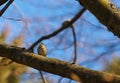 Small warbler on the branch