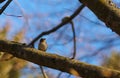 Small warbler on the branch