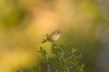 A small warbler perched in a bush