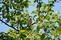 A small warbler sits in the branches