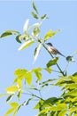 A small warbler sits