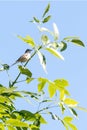 A small warbler sits