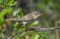 A small warbler, a willow warbler, sits on a dry branch among the green foliage of cherry bushes on a clear spring day