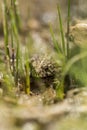 Small warty green toad hiding in a grassy wetland area