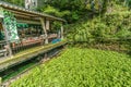 Small wasabi plantation and shop at Joren Falls Park Joren no Taki on Kano River. Royalty Free Stock Photo